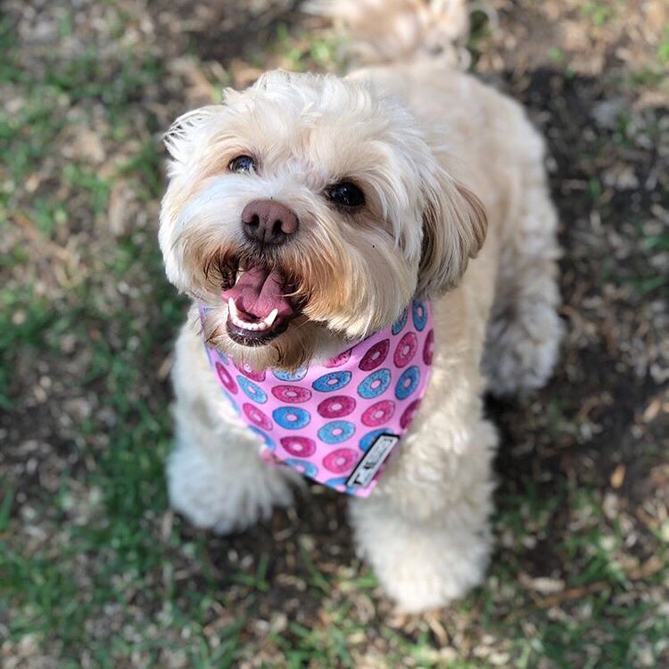 Bandana "Donas"