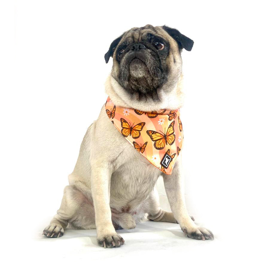 Bandana "Monarca"